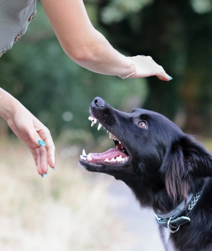 Dog Bite Image